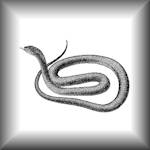 Il serpente