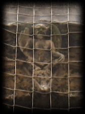 Particolare del "Baphomet"